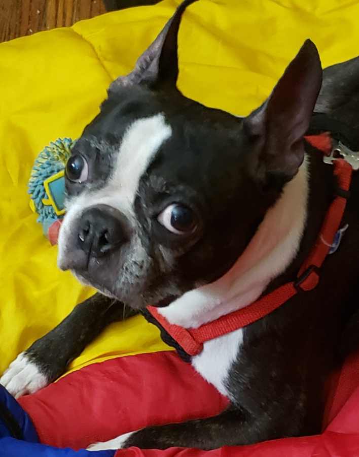 my boston terrier named beans