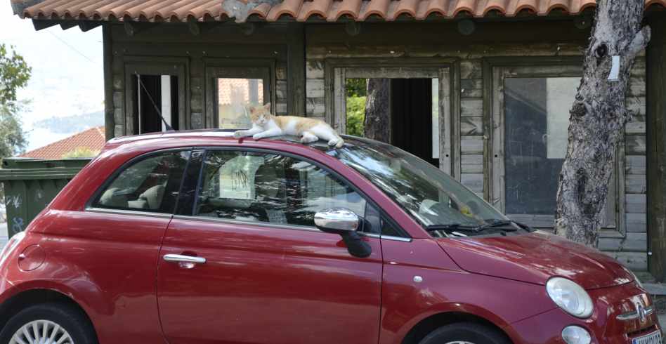 cat on roof of car at anakasia, pelion, greece