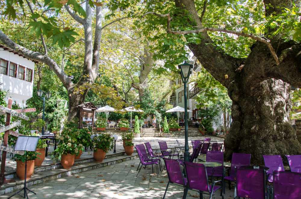 tree in portaria village square