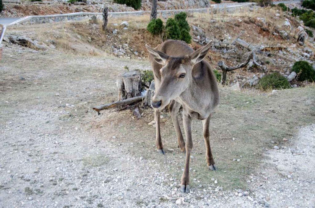 deer on mount parnitha, athens, greece