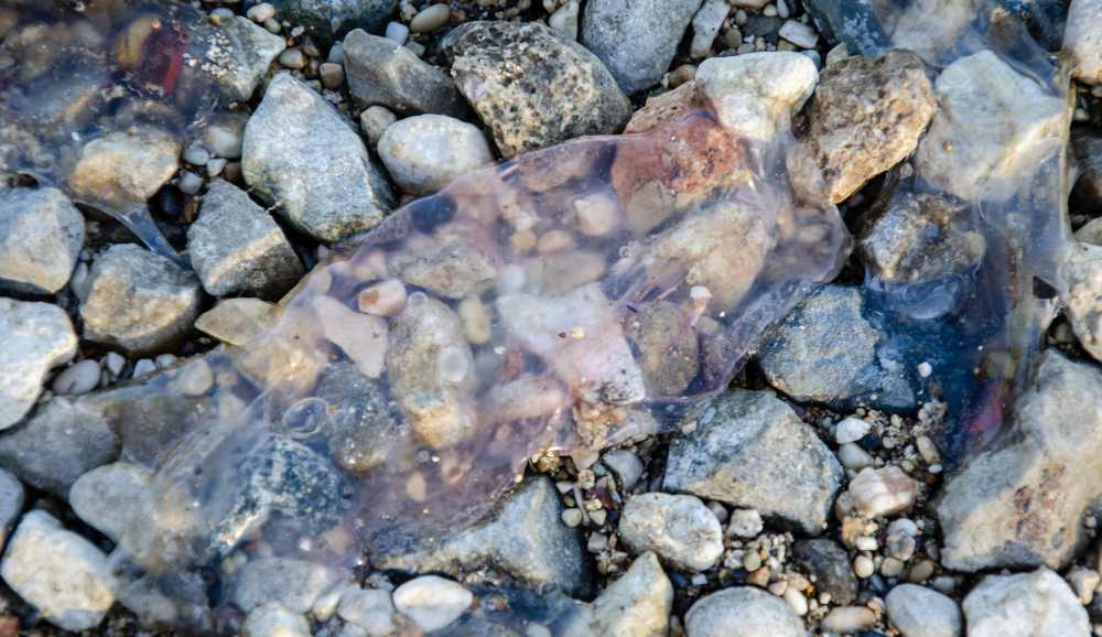 jelly fish on the beach at lake vouliagmenis