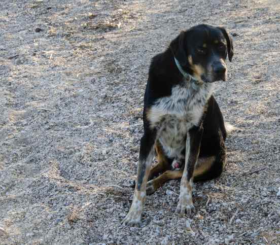 greek stray dog at lake vauliagmenis