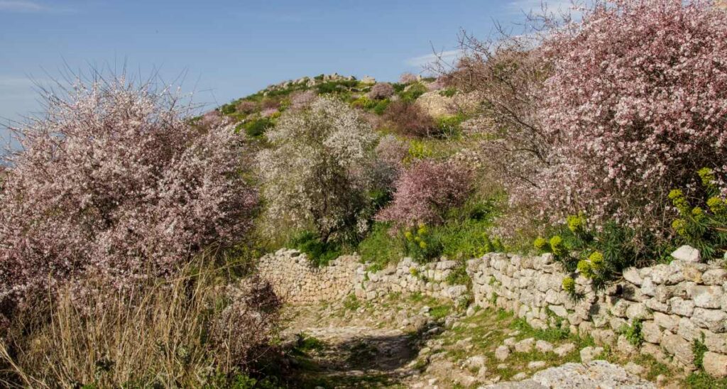 trees in bloom - acrocorinth