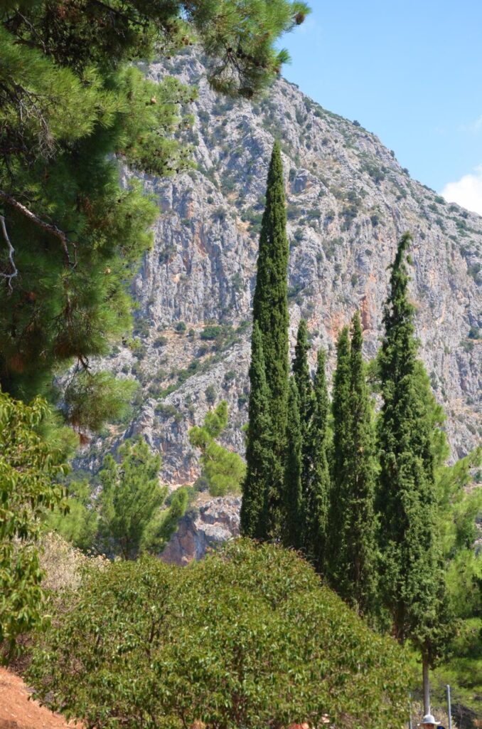 view of evergreen trees and high rock at delphi, greece