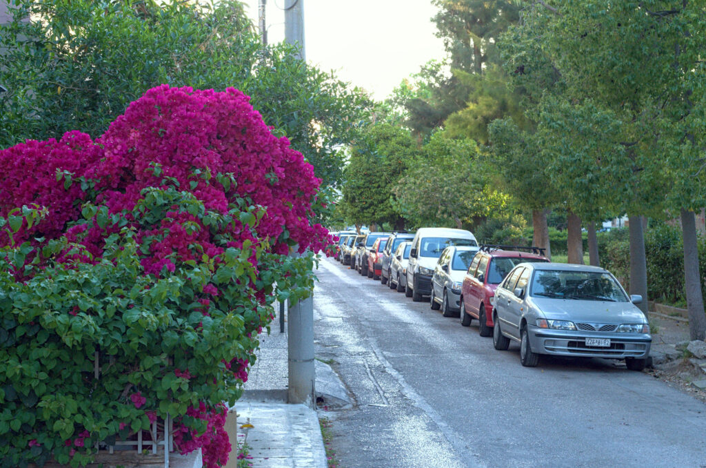 red blooms on shrub in nea ionia