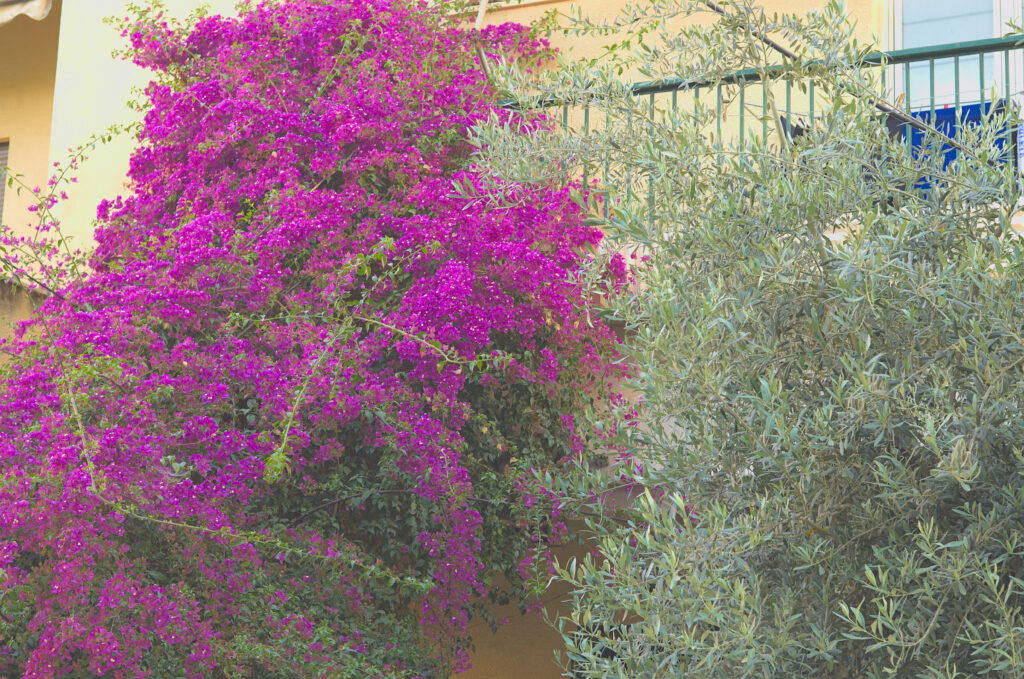 bougainvillea
