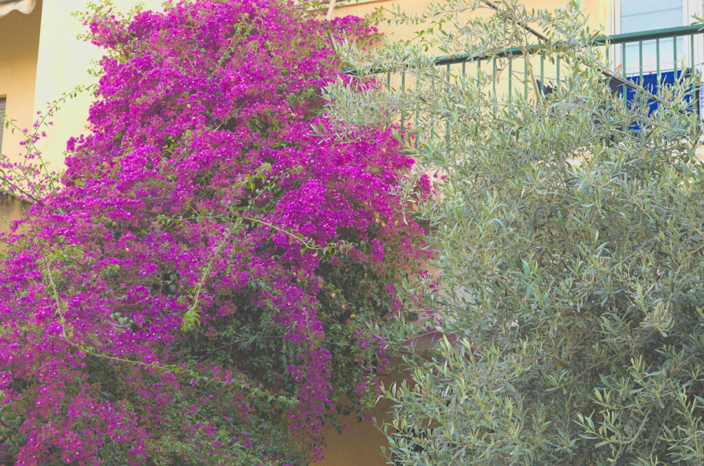 bouganvelia 