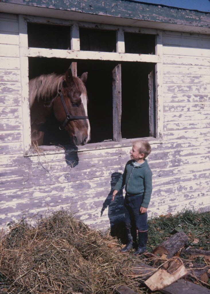The reesor family's horse