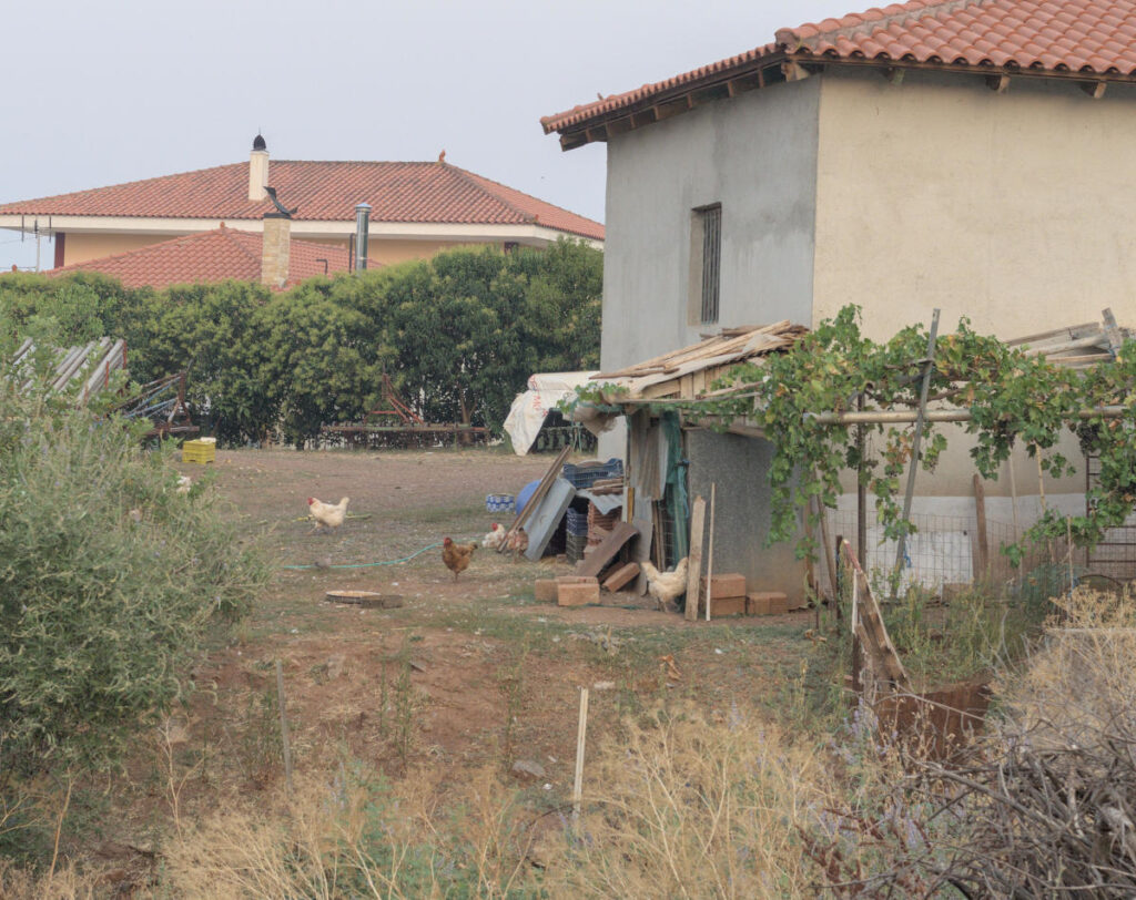 chickens in back yard of house in exarchos
