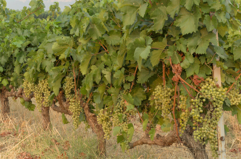 grapes growing in vineyard near exarchos