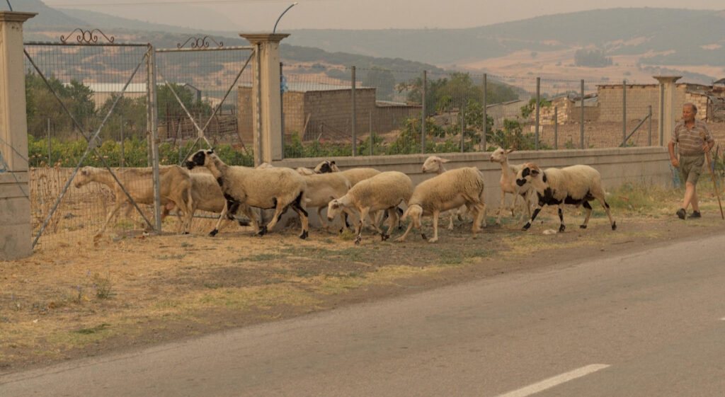sheep herding in exarchos, greece