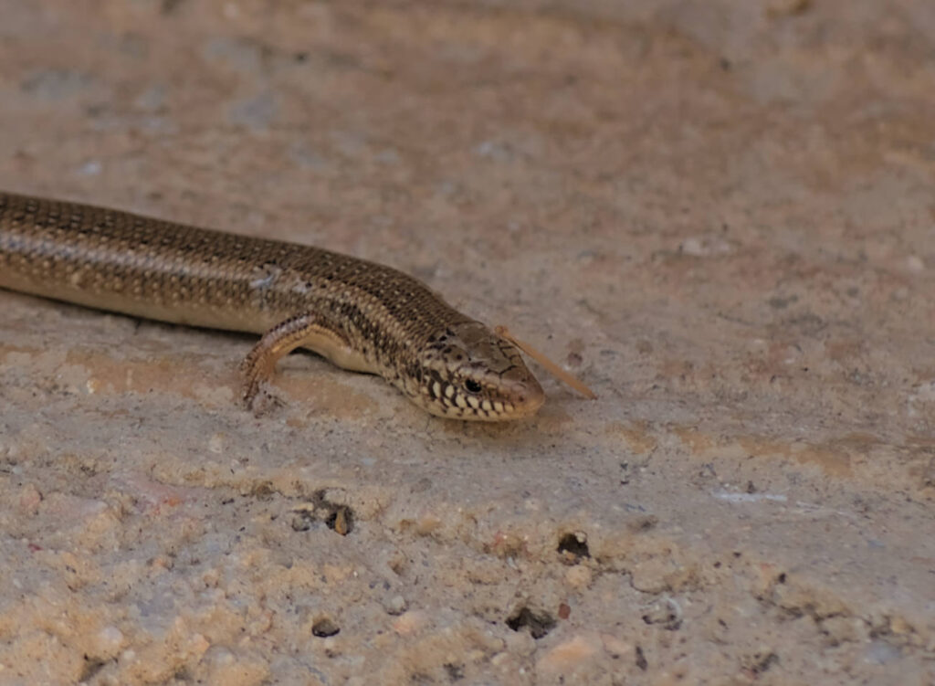 head of the gecko