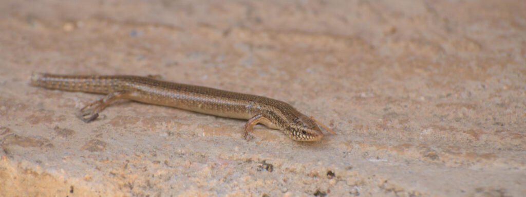 gecko lounging on the step