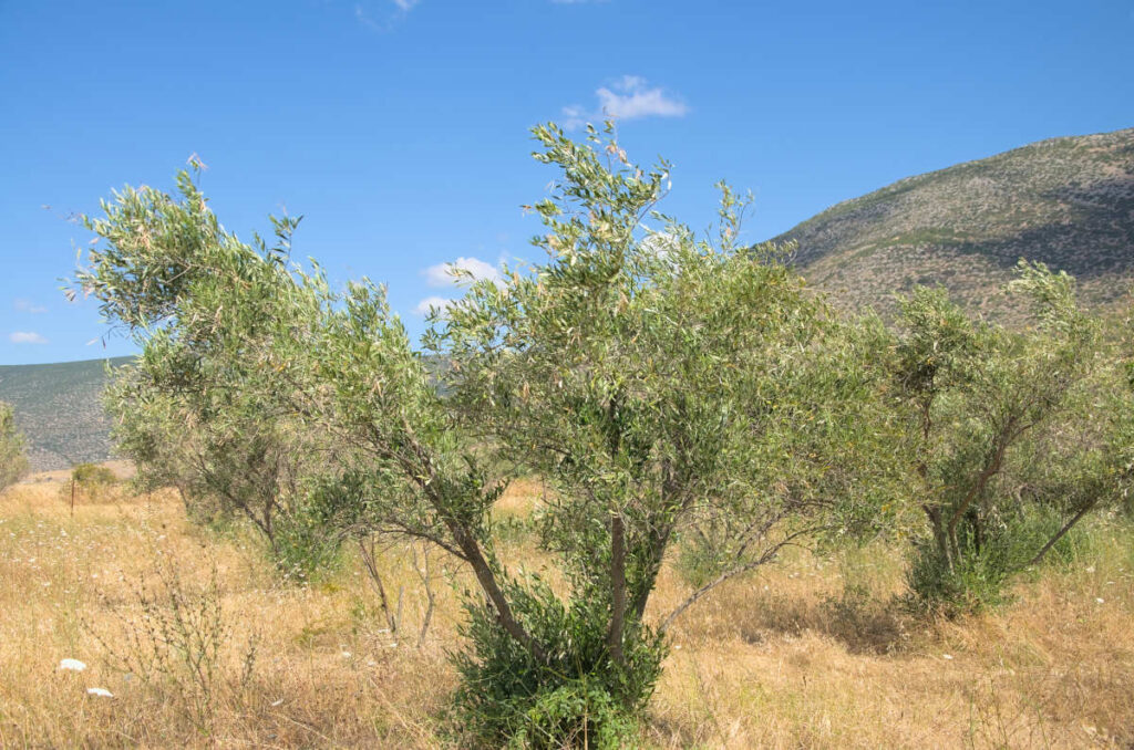 olive grove showing some recovery after cold burnt leaves of winter