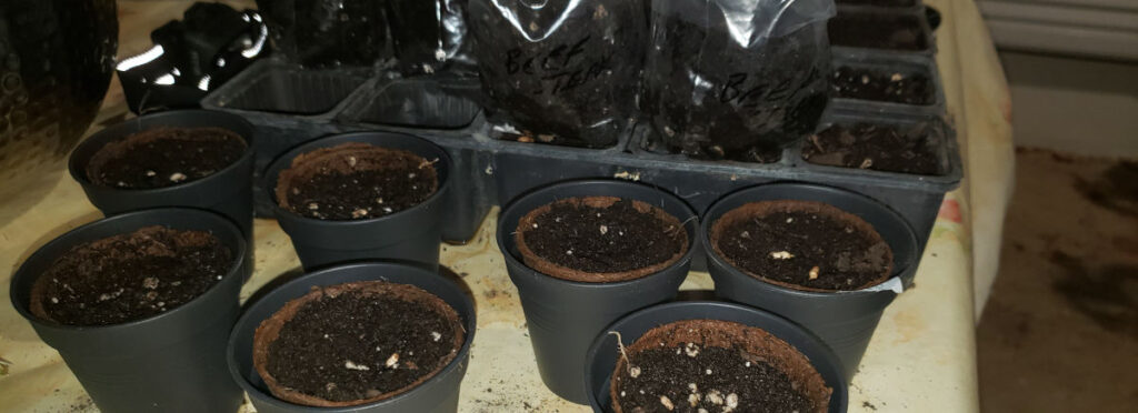 small pots with soil and seeds in them