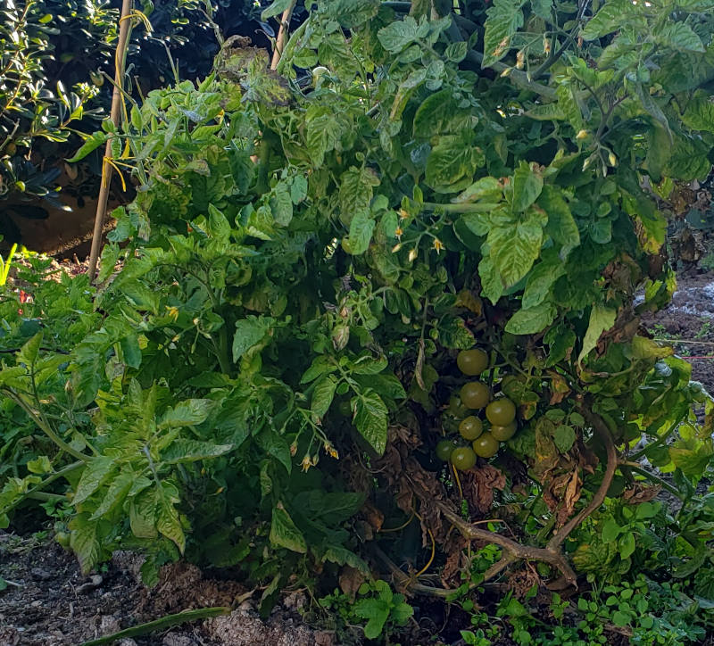 cherry tomatoes on tomato plant