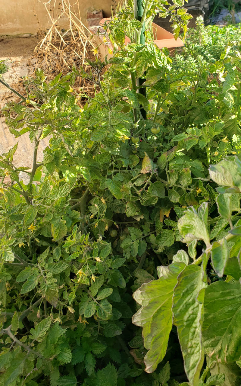 cherry tomato plant growing in february
