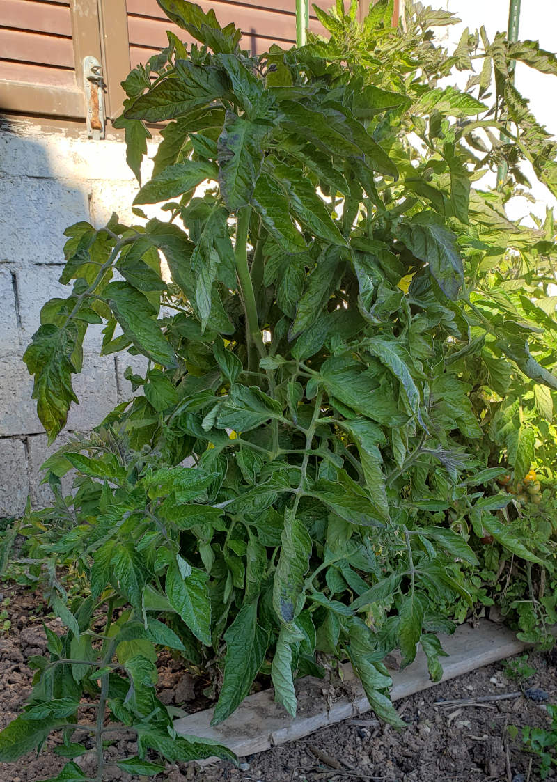 f1 optima or marmande tomato variety growing in february