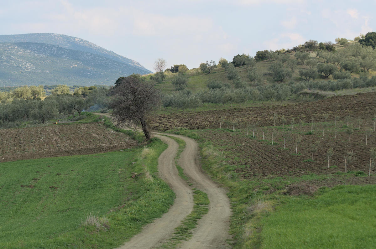 path or road created by wheels of vehicles through fields and olive groves near exarchos