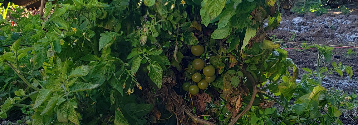 cherry tomatoes ripening up in February
