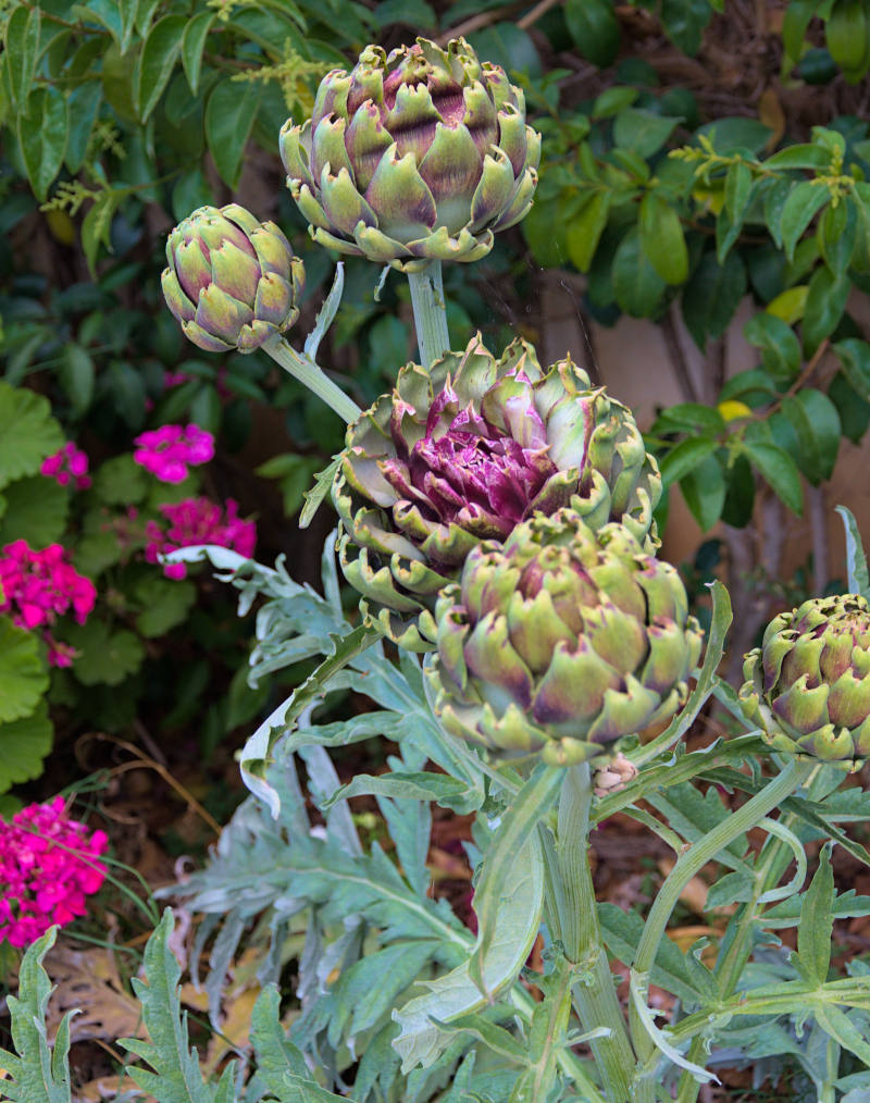 artichokes ready to be harvested