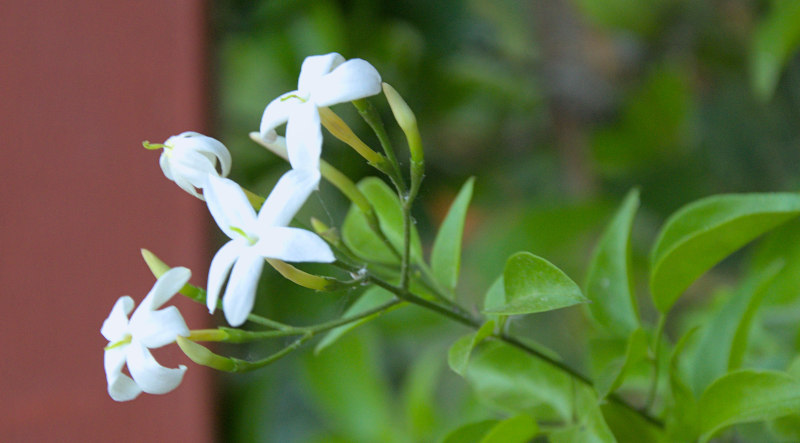 chili pepper flowers