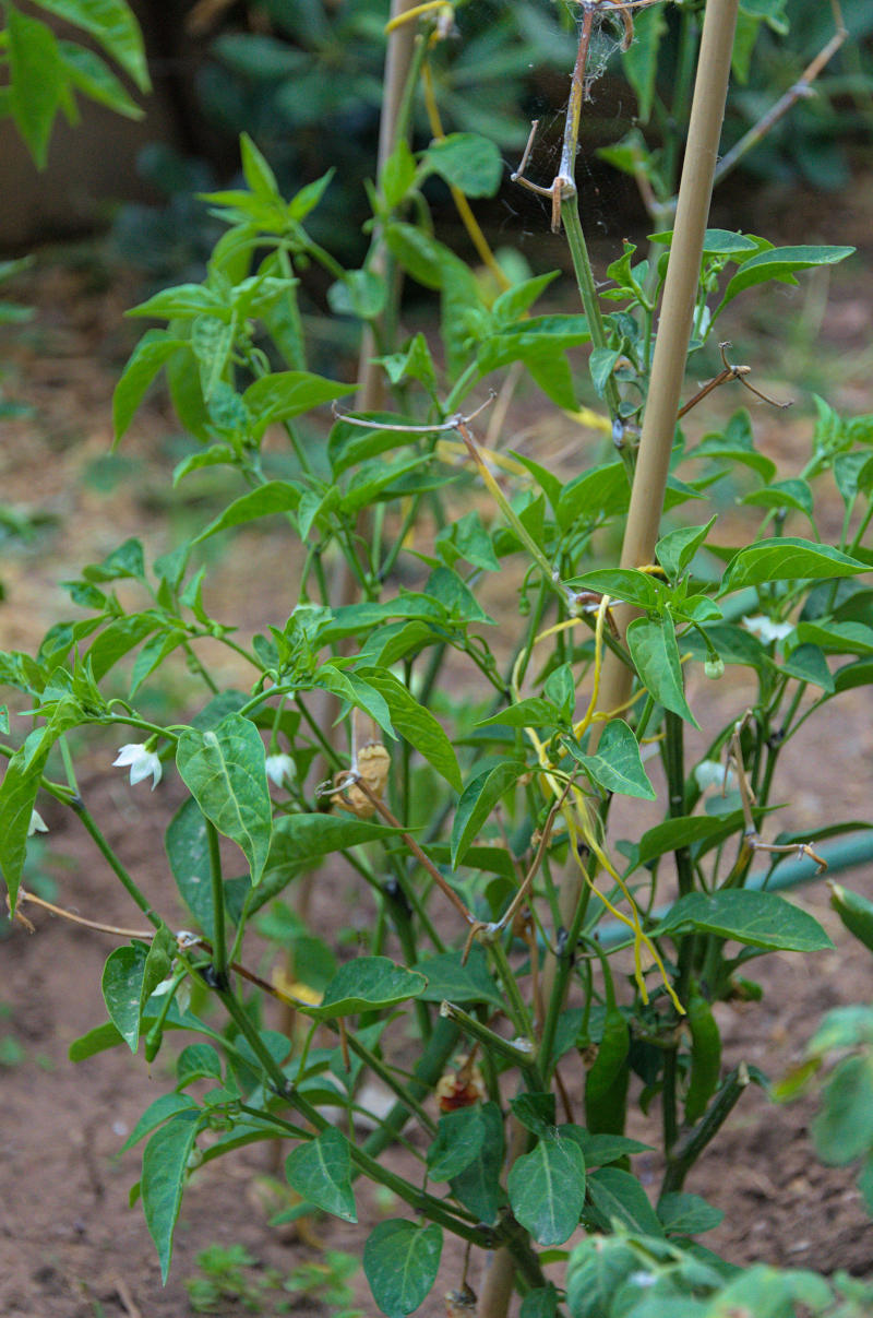 chili pepper plants with flowers