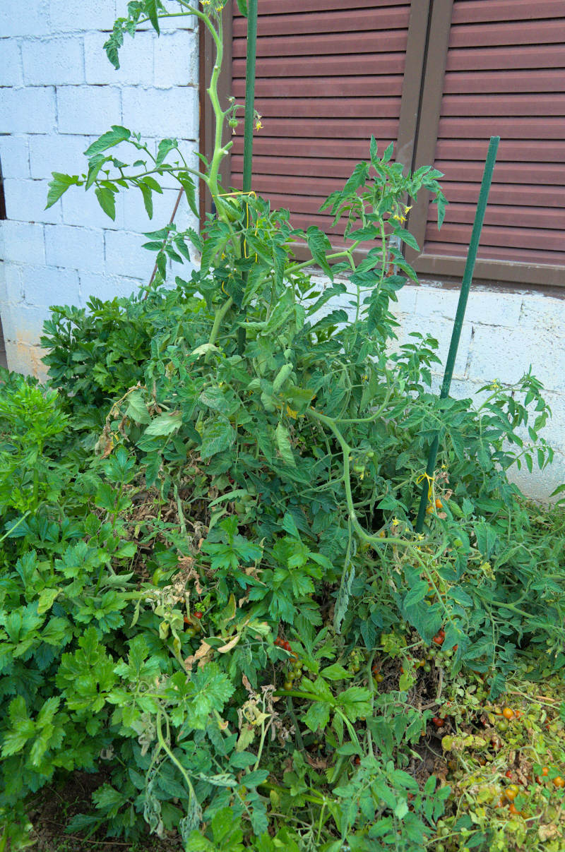 giant tomato plant