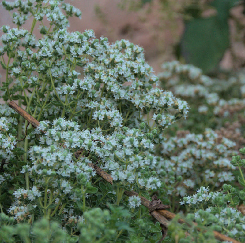 greek oregano flowering