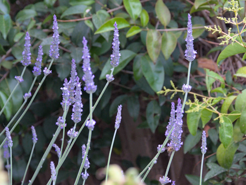 lavender blooms