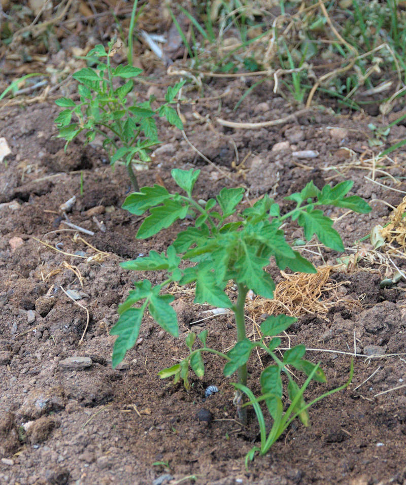 young tomato plants