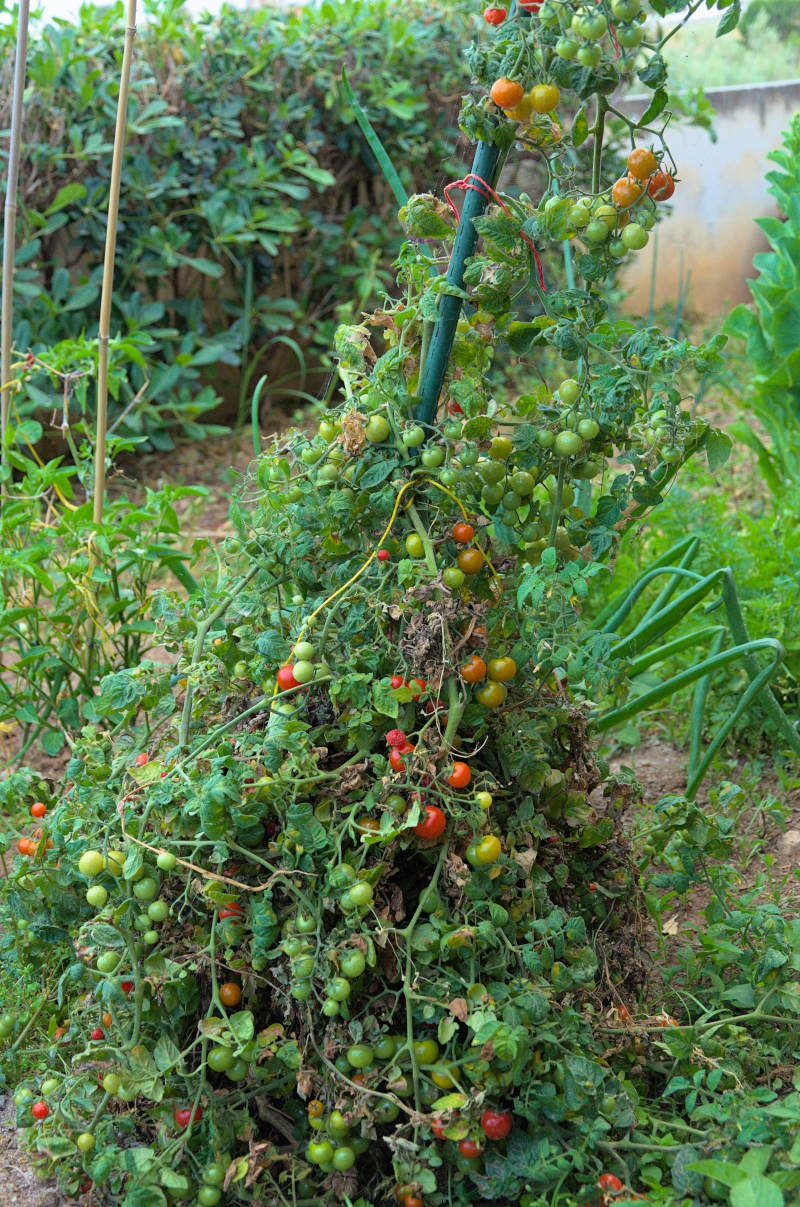 cherry tomato plant loaded with fruit in May