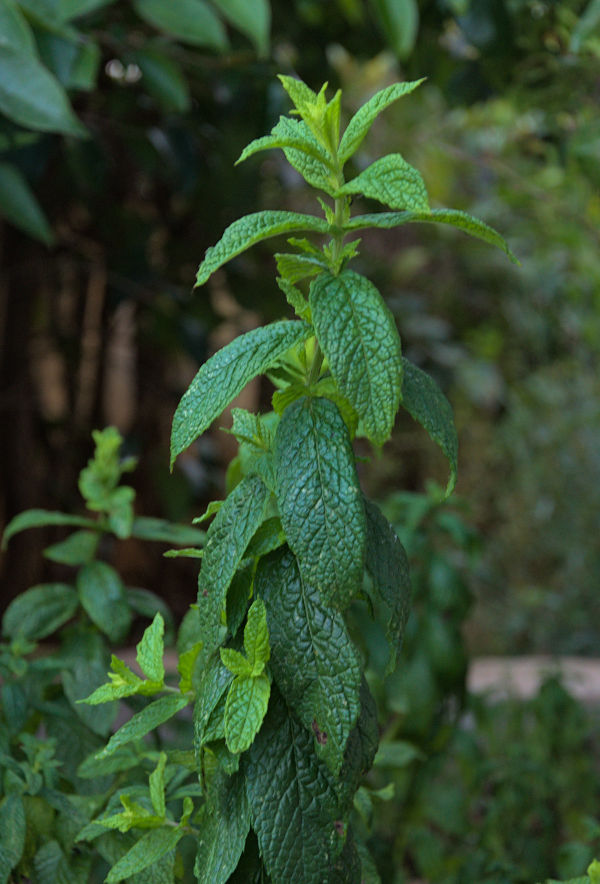 Mint growing in the garden