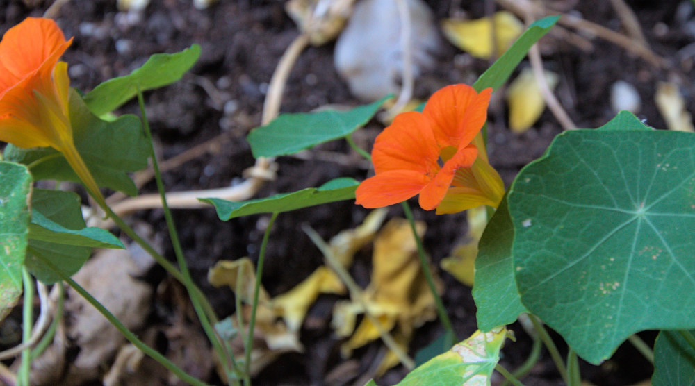 nasturtium flowers