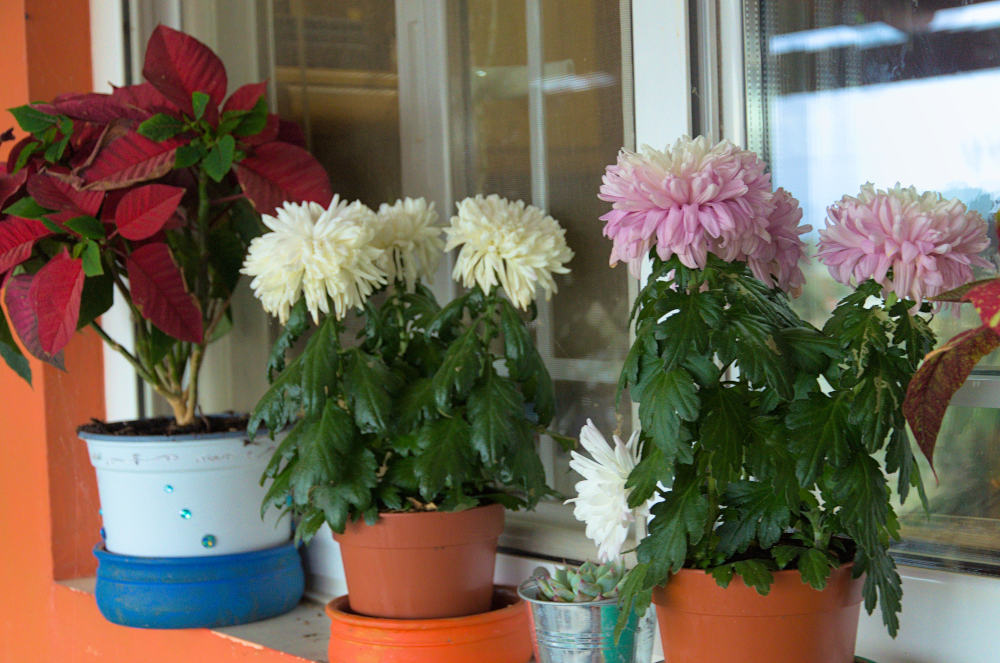 chrysanthemums and pointsettia on kitchen window sill