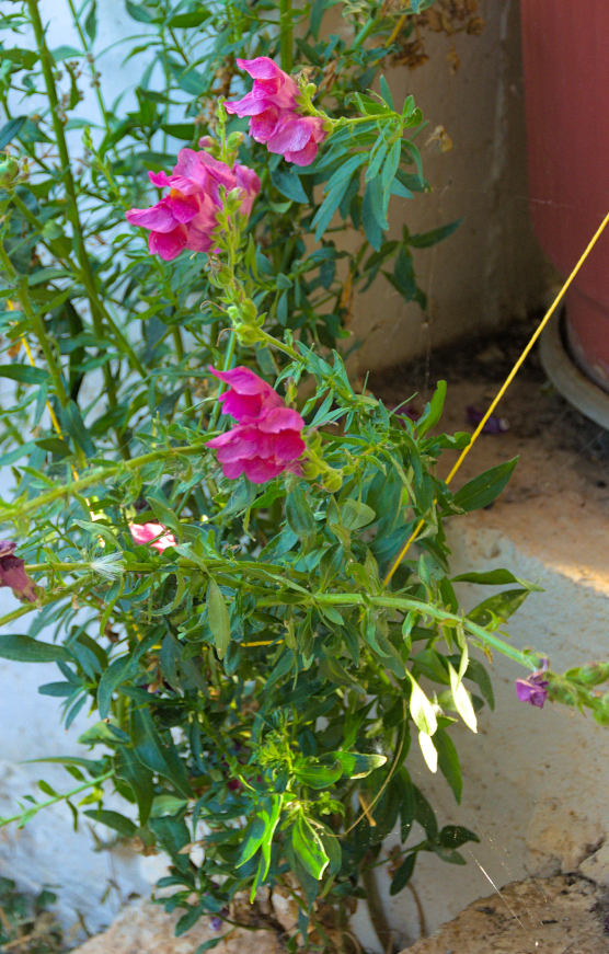 blooming snapdragon plant growing in a concrete crack.
