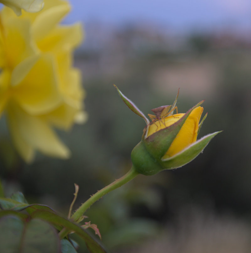 yellow rose bud with insect enjoying the scent
