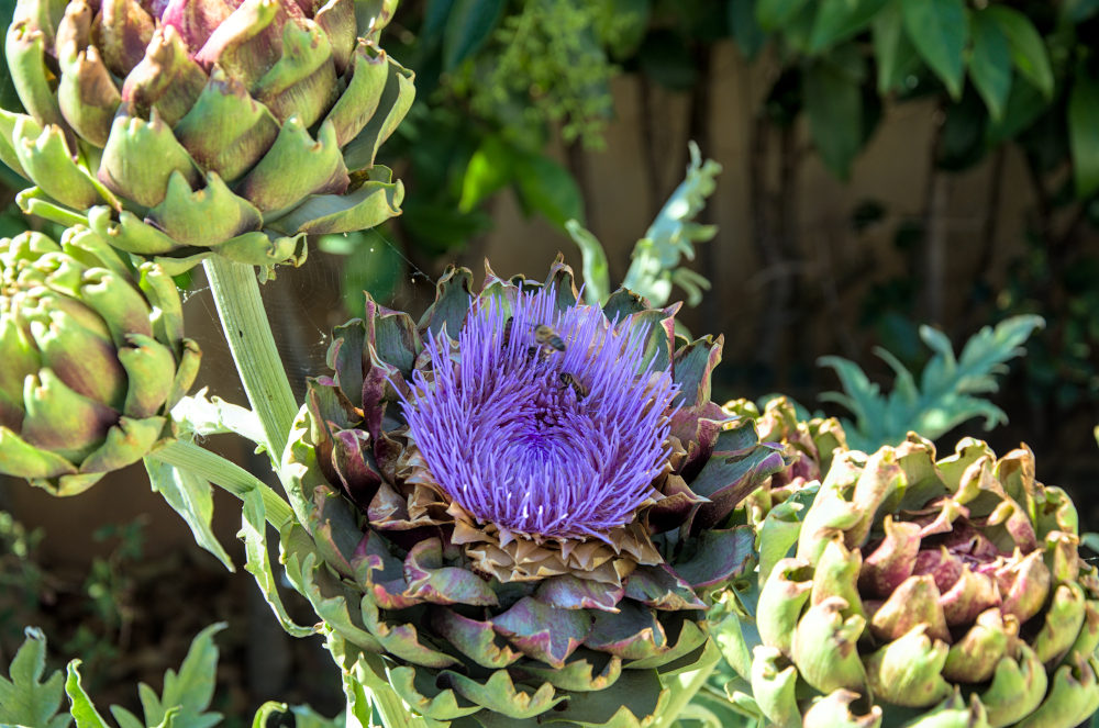 bee flying into artichoke flower which is surrounded by artichoke buds not yet blooming