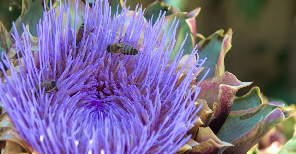 three bees in an artichoke flower