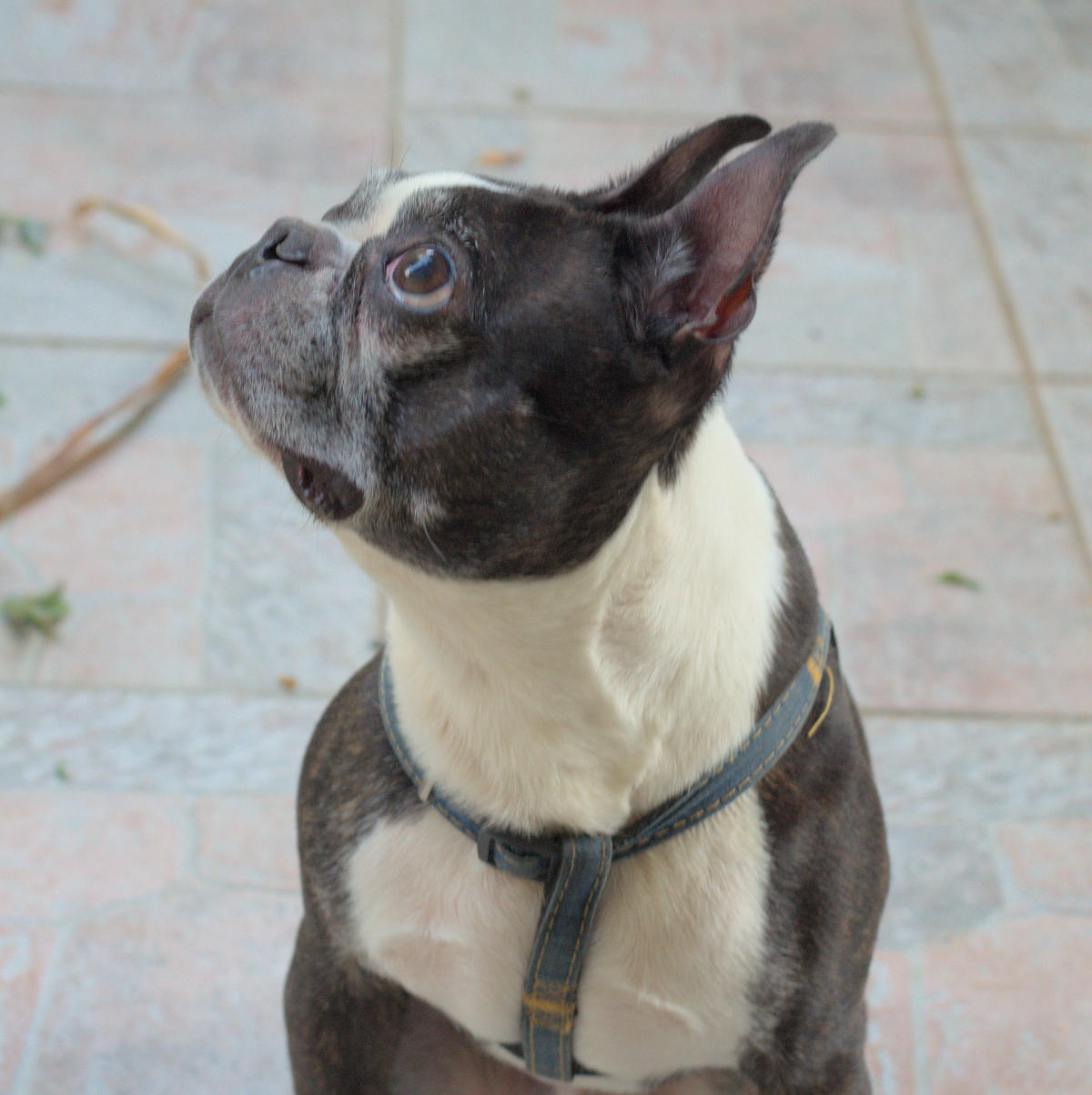 Beans the Boston Terrier looking up at something