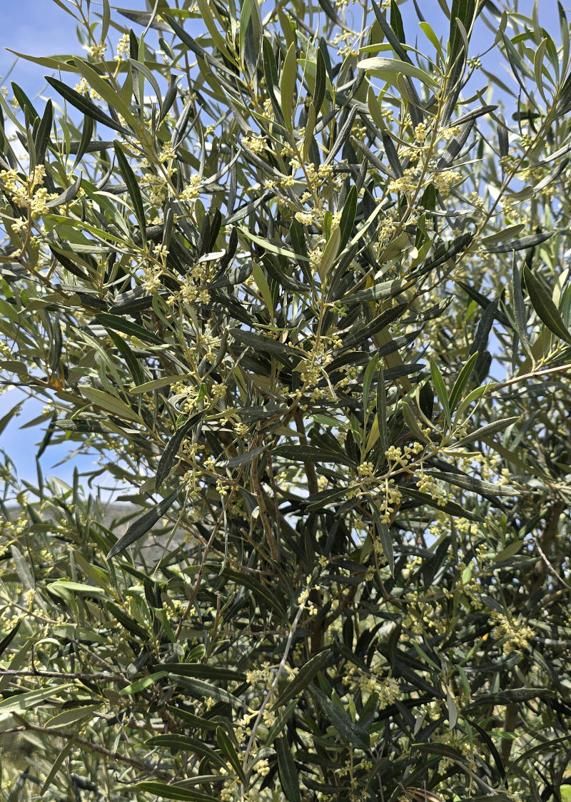 flower buds on a olive tree in greece