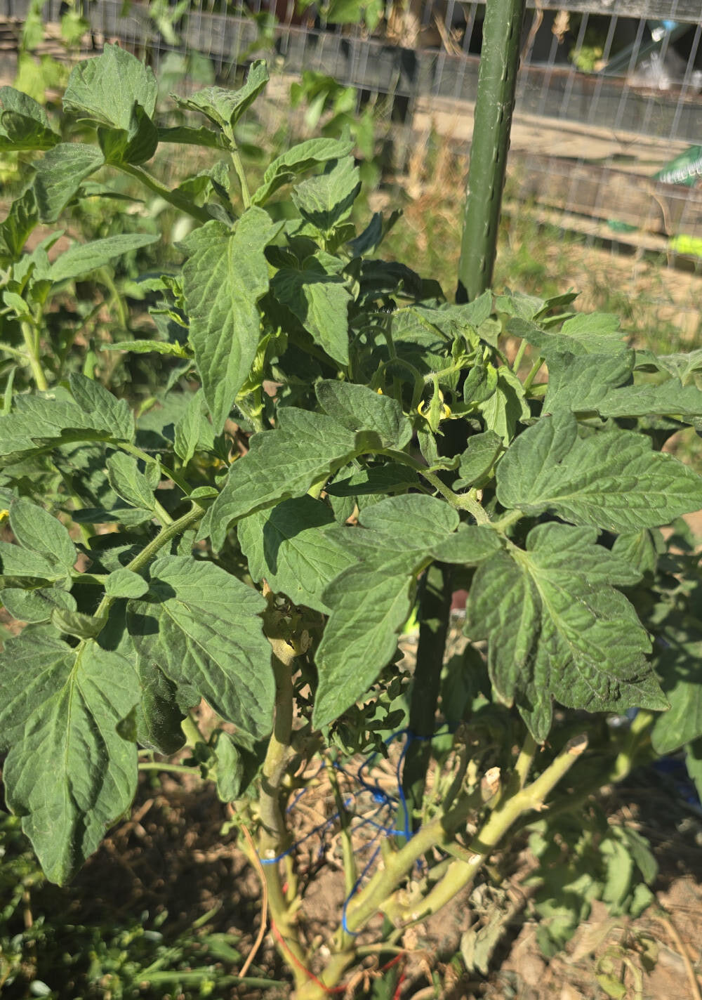green leaves and flowers on tomato plants in september