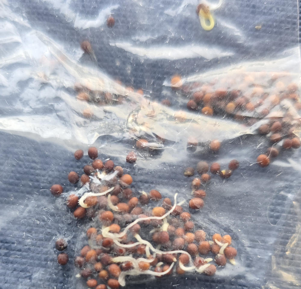 french radish seeds with some seeds germinating a root