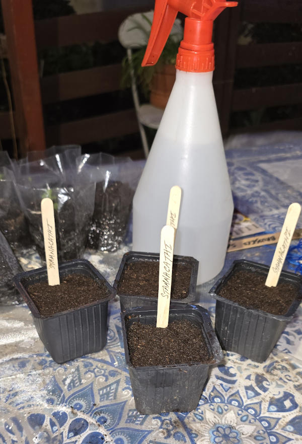 four seed pots in front of a water sprayer