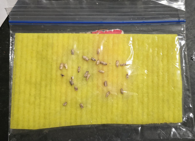 stamnagathi seeds on wet wettex material for germination