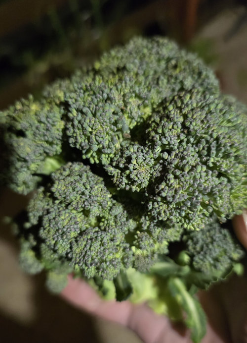 head of broccoli