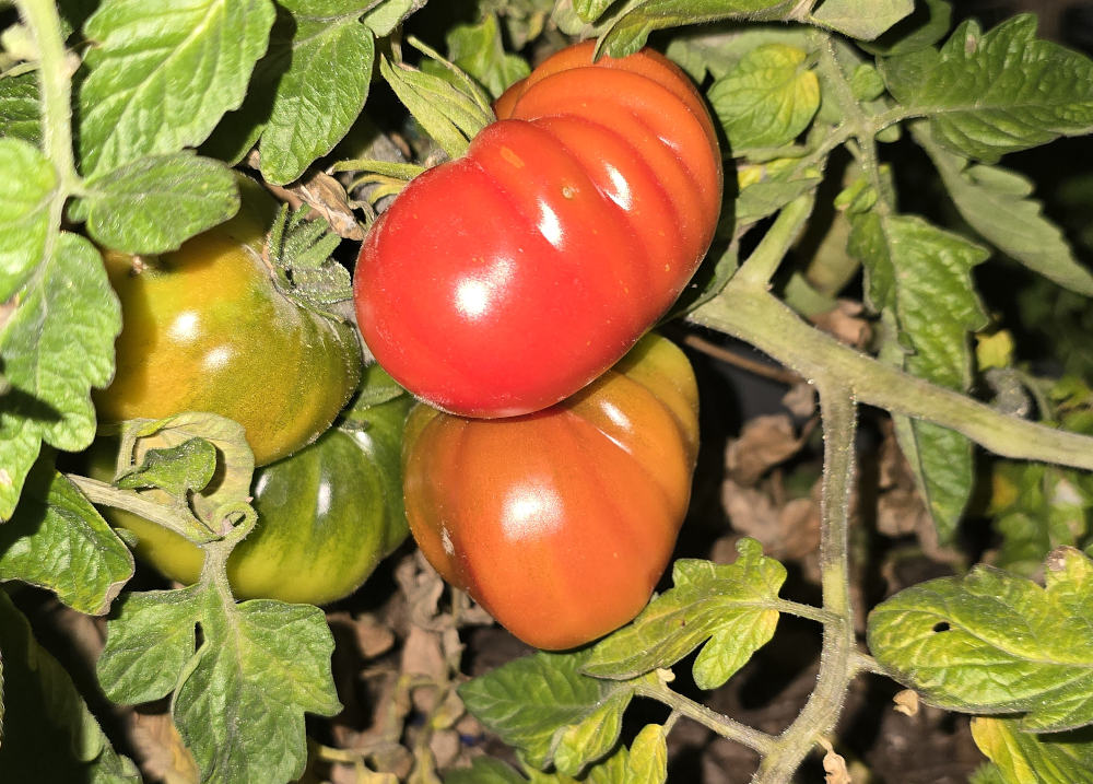 marmande tomatoes ripening up in january